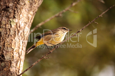 Pine warbler bird Dendroica palmarum