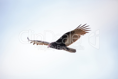 Turkey vulture cathartes aura