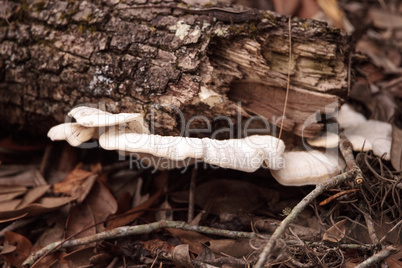 Mushroom called shelf fungus Trametes Suaveolens