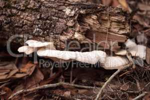 Mushroom called shelf fungus Trametes Suaveolens