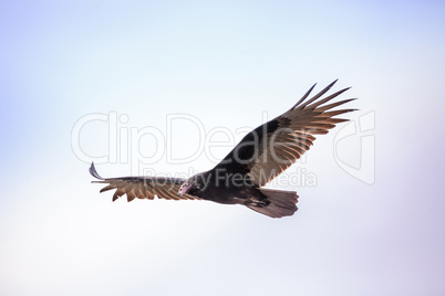 Turkey vulture cathartes aura