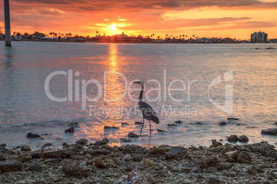 Tall Great blue heron Ardea herodias stands in front of a sunset