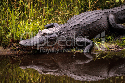Large menacing American alligator Alligator mississippiensis