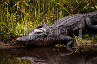 Large menacing American alligator Alligator mississippiensis
