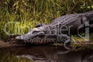 Large menacing American alligator Alligator mississippiensis