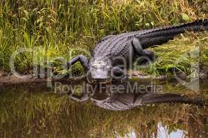 Large menacing American alligator Alligator mississippiensis