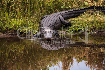 Large menacing American alligator Alligator mississippiensis