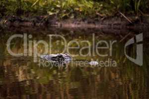 Large menacing American alligator Alligator mississippiensis