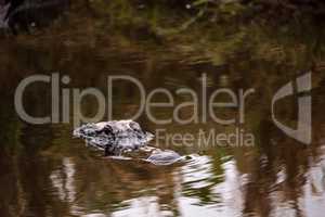 Large menacing American alligator Alligator mississippiensis