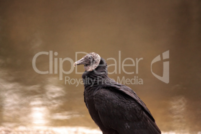 Black vulture Coragyps atratus at the Myakka River State Park