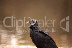 Black vulture Coragyps atratus at the Myakka River State Park