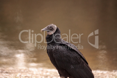 Black vulture Coragyps atratus at the Myakka River State Park