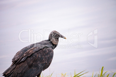 Black vulture Coragyps atratus at the Myakka River State Park