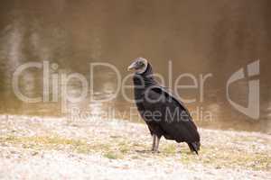 Black vulture Coragyps atratus at the Myakka River State Park