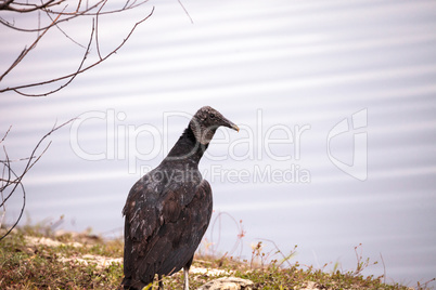 Black vulture Coragyps atratus at the Myakka River State Park