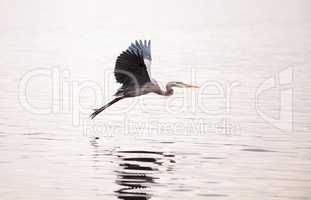 Great blue heron Ardea herodias in the wetland