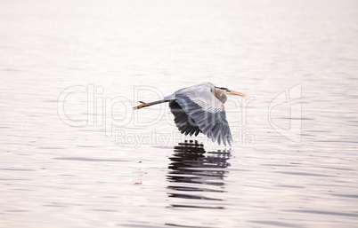 Great blue heron Ardea herodias in the wetland