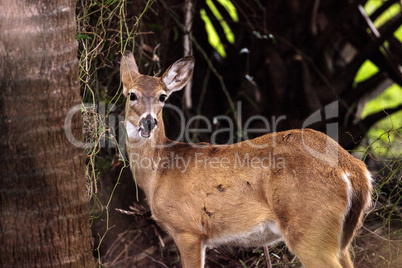 White-tailed deer Odocoileus virginianus forages for food