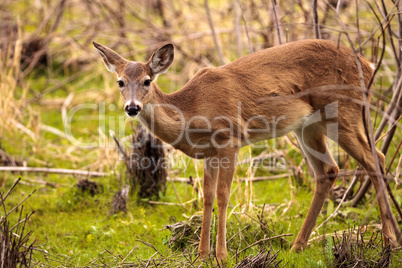 White-tailed deer Odocoileus virginianus forages for food