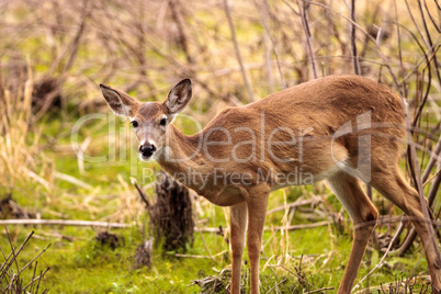 White-tailed deer Odocoileus virginianus forages for food