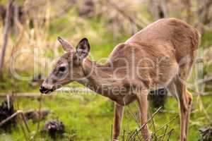 White-tailed deer Odocoileus virginianus forages for food