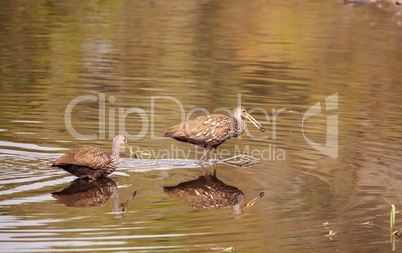 Limpkin wading bird Aramus guarauna