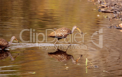 Limpkin wading bird Aramus guarauna