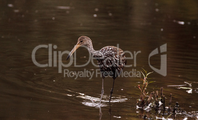 Limpkin wading bird Aramus guarauna