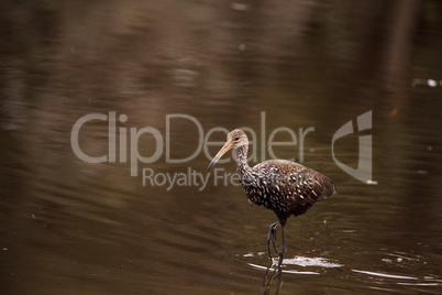 Limpkin wading bird Aramus guarauna