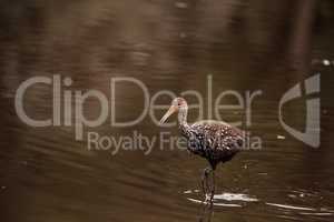 Limpkin wading bird Aramus guarauna