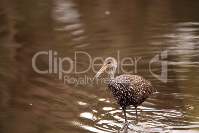 Limpkin wading bird Aramus guarauna