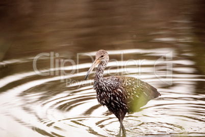 Limpkin wading bird Aramus guarauna