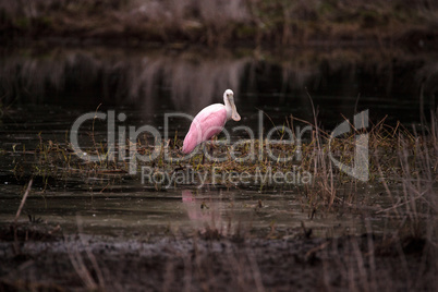 Roseate spoonbill waterfowl wading bird called Platalea ajaja