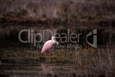 Roseate spoonbill waterfowl wading bird called Platalea ajaja