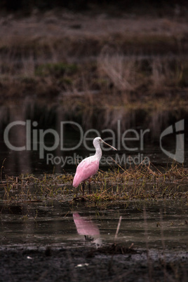 Roseate spoonbill waterfowl wading bird called Platalea ajaja