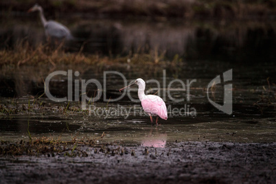 Roseate spoonbill waterfowl wading bird called Platalea ajaja