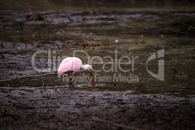 Roseate spoonbill waterfowl wading bird called Platalea ajaja