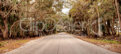 Moss covered trees line a road along the wetland and marsh at th