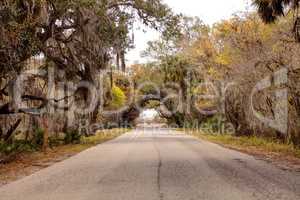 Moss covered trees line a road along the wetland and marsh at th