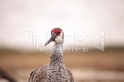 Sandhill crane bird Grus canadensis