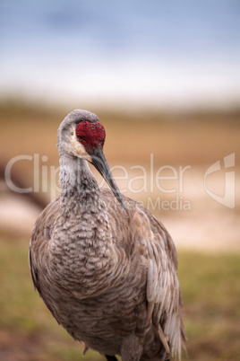 Sandhill crane bird Grus canadensis