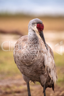 Sandhill crane bird Grus canadensis