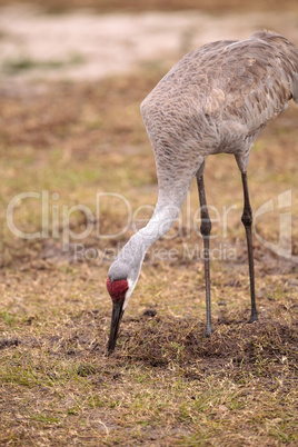 Sandhill crane bird Grus canadensis