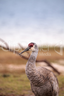 Sandhill crane bird Grus canadensis