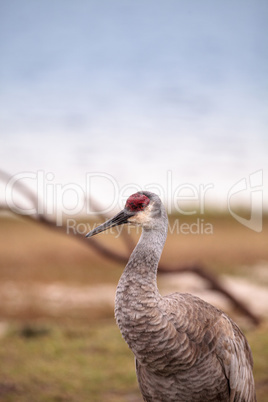 Sandhill crane bird Grus canadensis