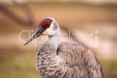 Sandhill crane bird Grus canadensis