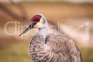 Sandhill crane bird Grus canadensis