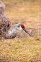 Sandhill crane bird Grus canadensis