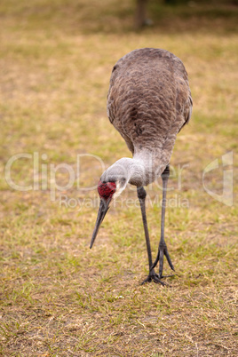 Sandhill crane bird Grus canadensis