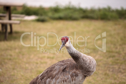 Sandhill crane bird Grus canadensis